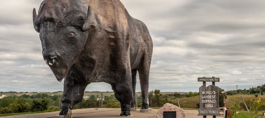 World's Biggest Buffalo