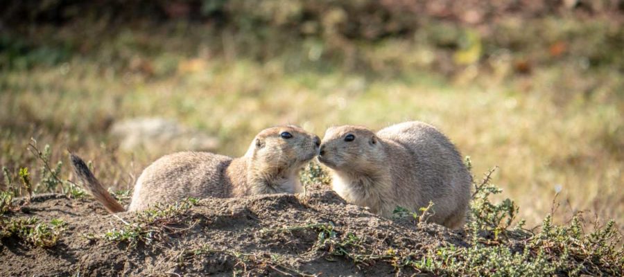 Two prairie dogs